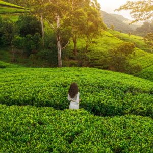 09 days Vacation Sri Lanka